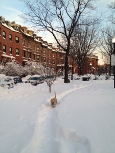 Dog running on Chester Sq.